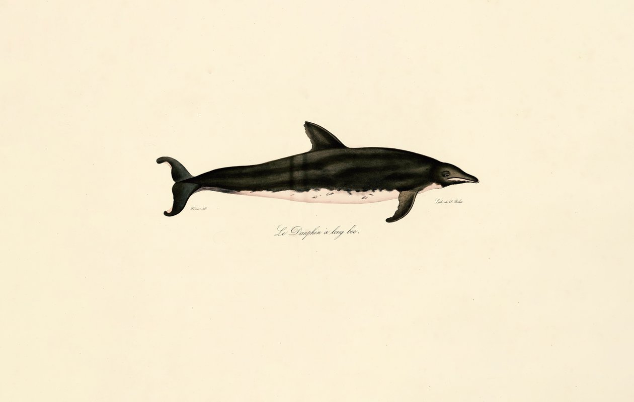 Langsnudet delfin af Jacques Christophe Werner