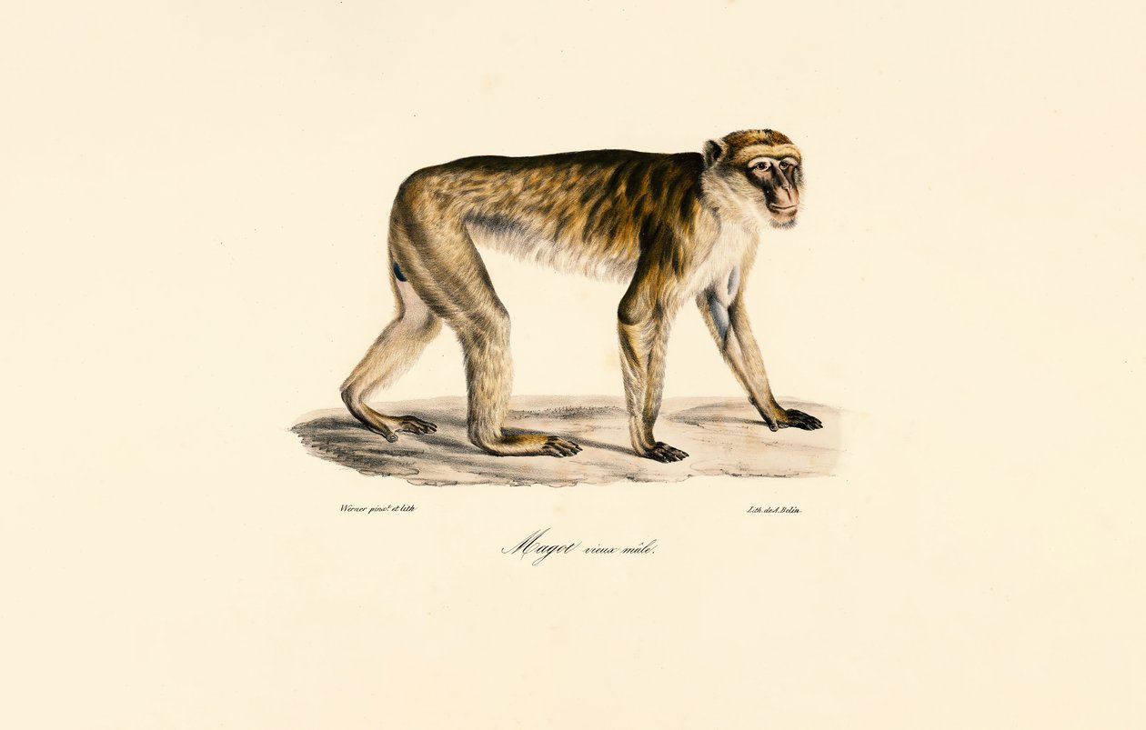 Langhalet makak (han) af Jacques Christophe Werner