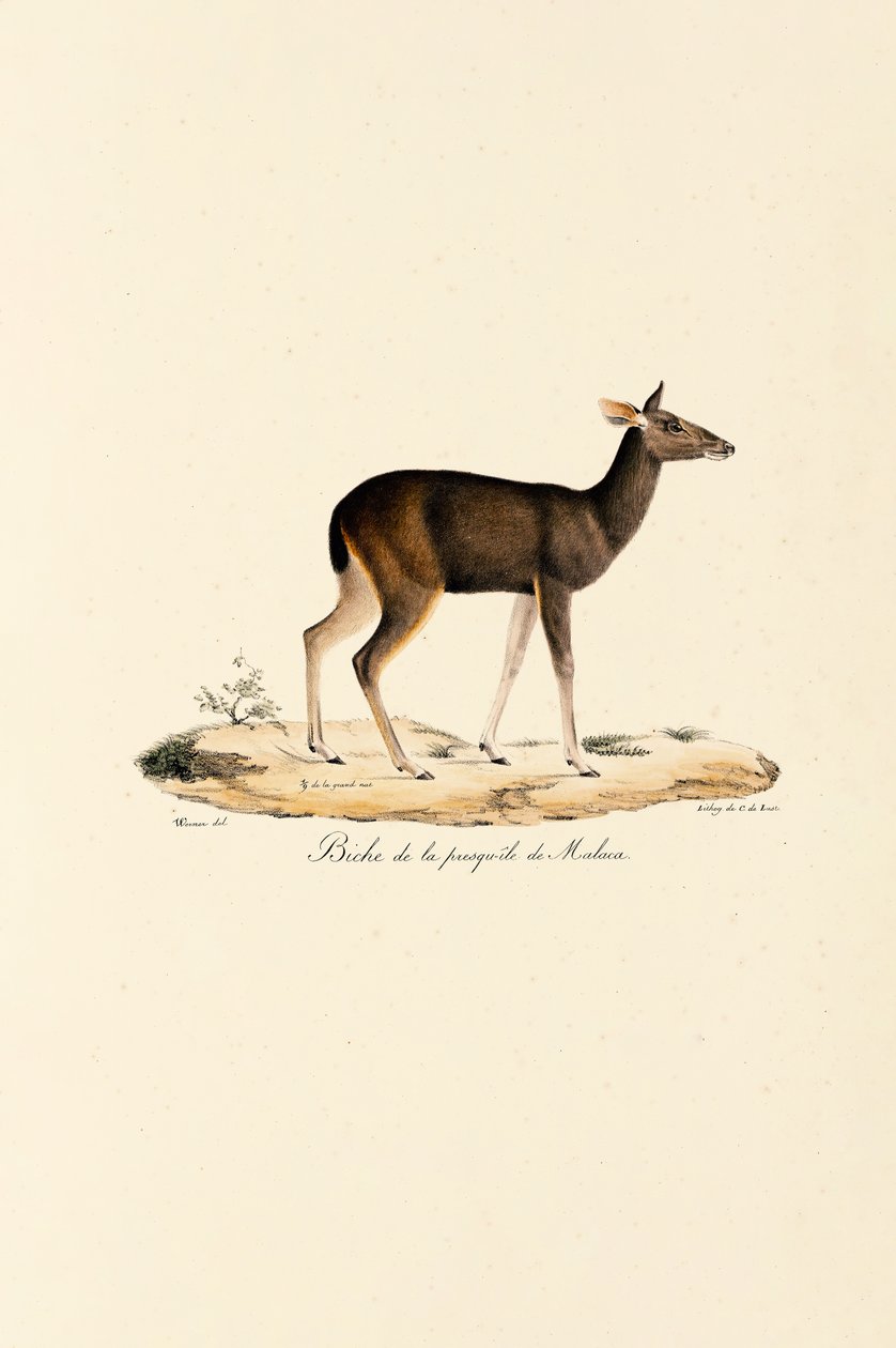 Malajisk hjort, hind af Jacques Christophe Werner
