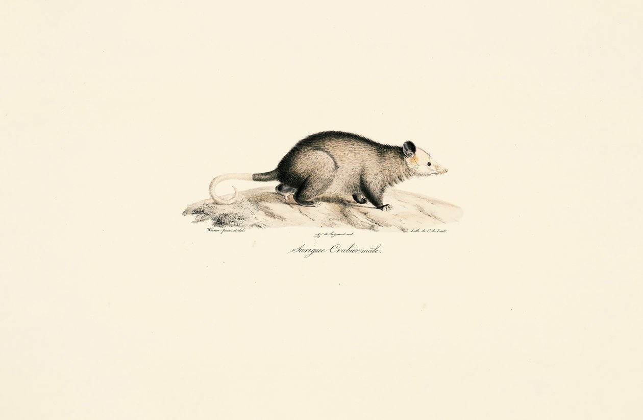 Han med bar hale og uldhåret opossum af Jacques Christophe Werner