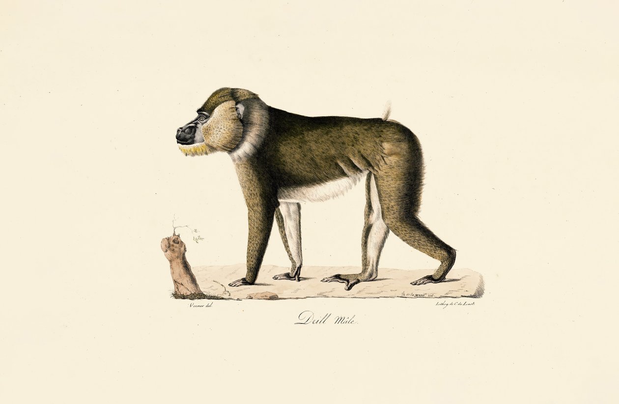 Gelada-bavian, han af Jacques Christophe Werner