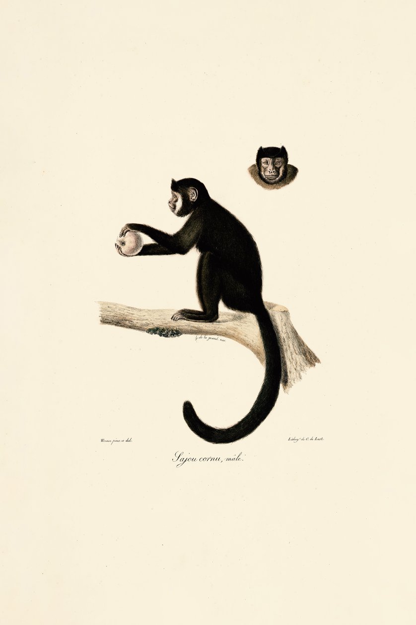 Han af den hornede kapuciner af Jacques Christophe Werner