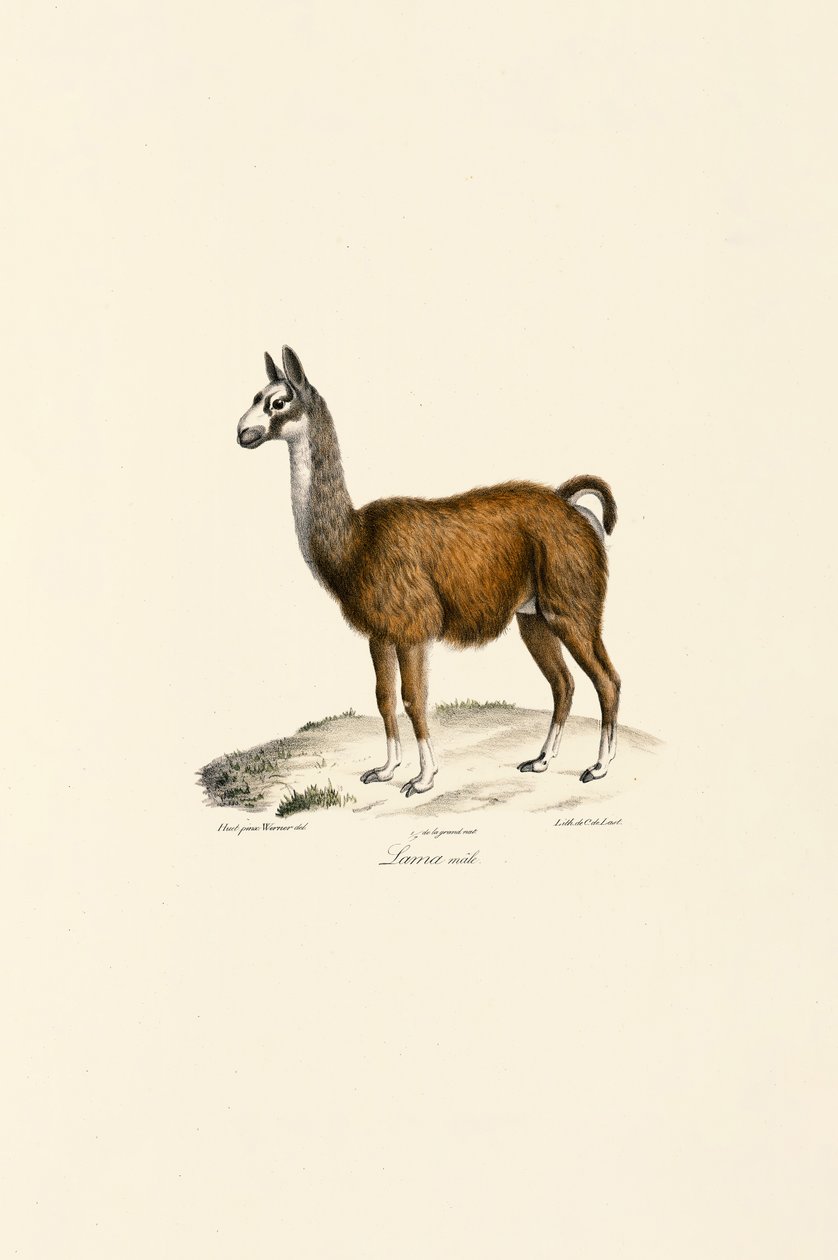 Lama af hankøn af Jacques Christophe Werner