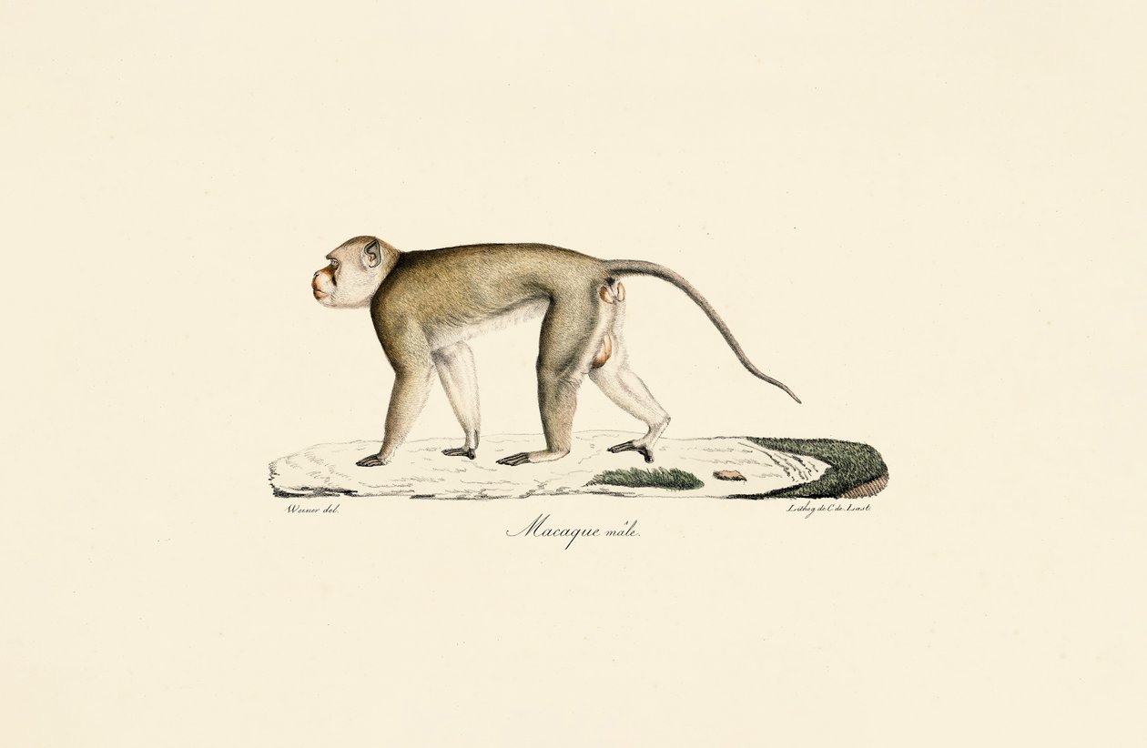 Han-makak af Jacques Christophe Werner