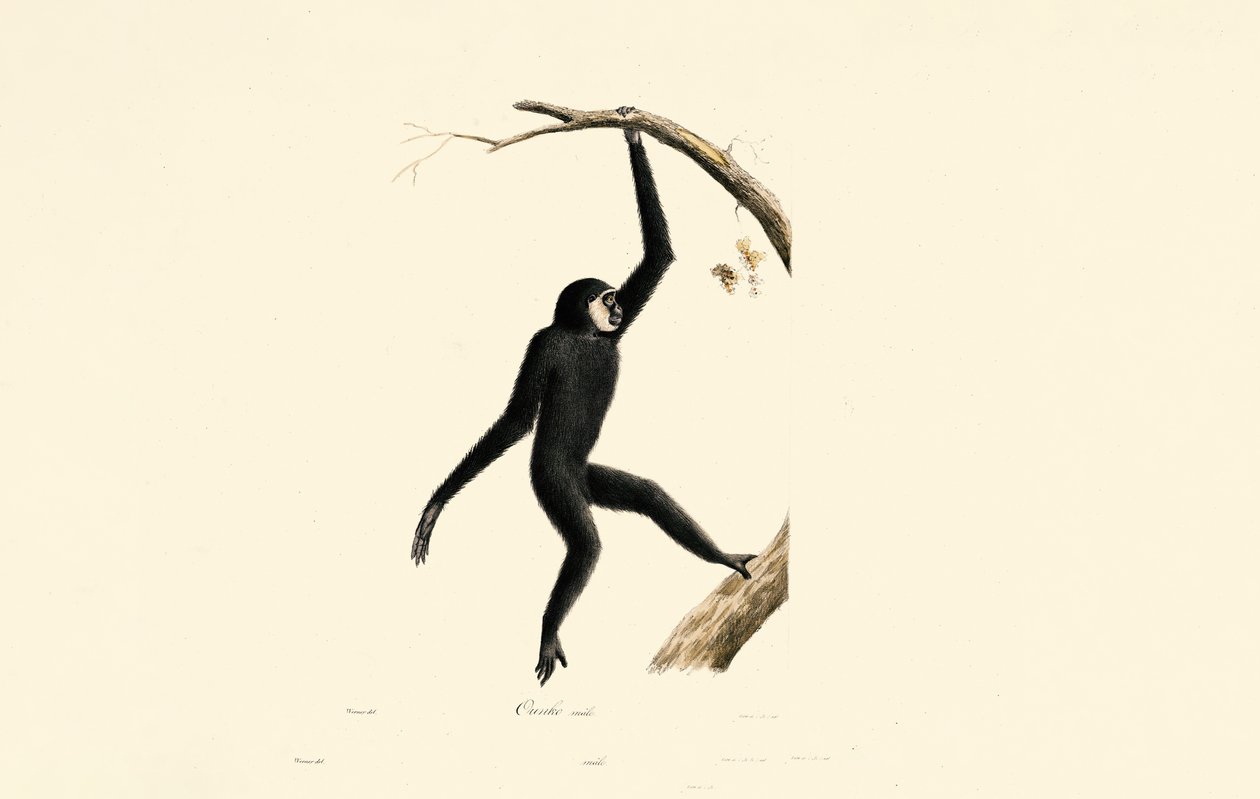 Mand Siamang af Jacques Christophe Werner