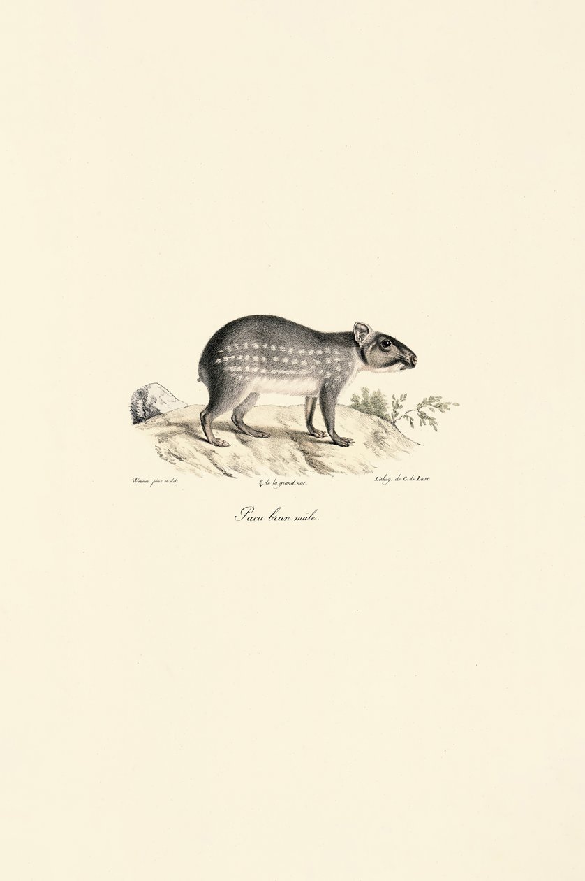 Plettet Paca, han af Jacques Christophe Werner