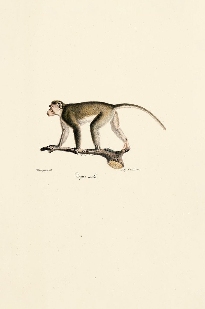 Egernabe, han af Jacques Christophe Werner