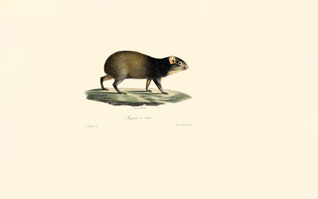  af Jacques Christophe Werner