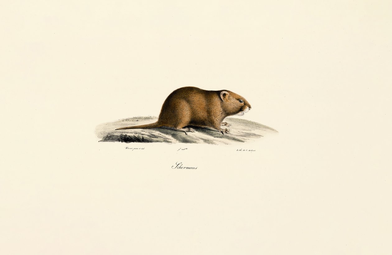 Muldvarp (Sichermous) af Jacques Christophe Werner