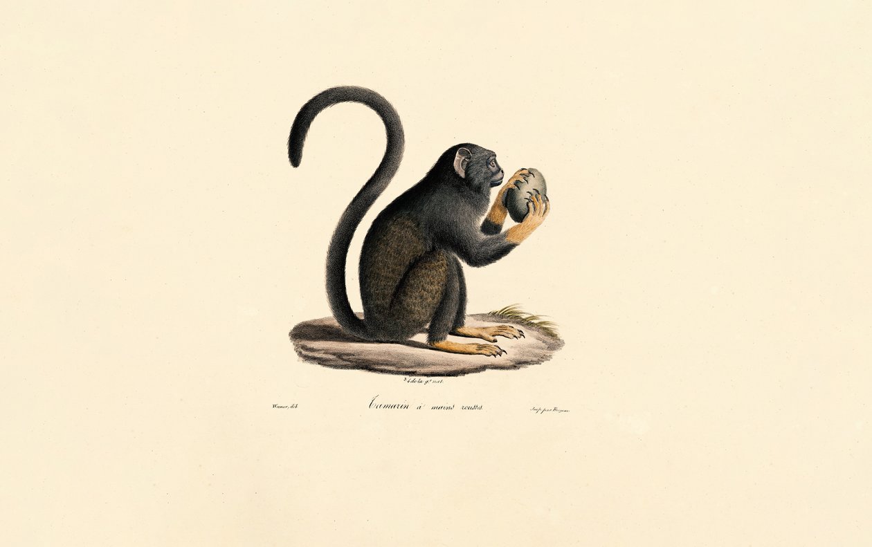 Mona Monkey med frugt af Jacques Christophe Werner