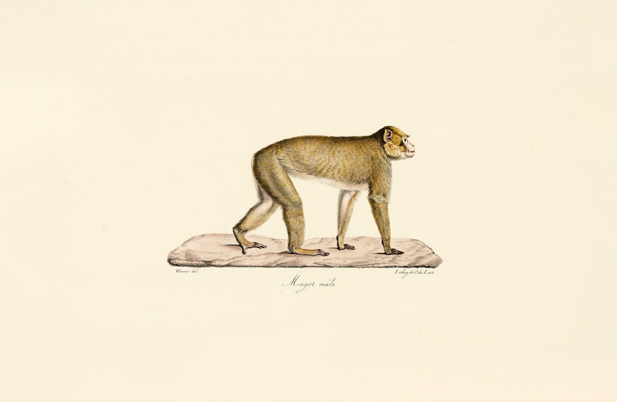 Moor makak (han) af Jacques Christophe Werner