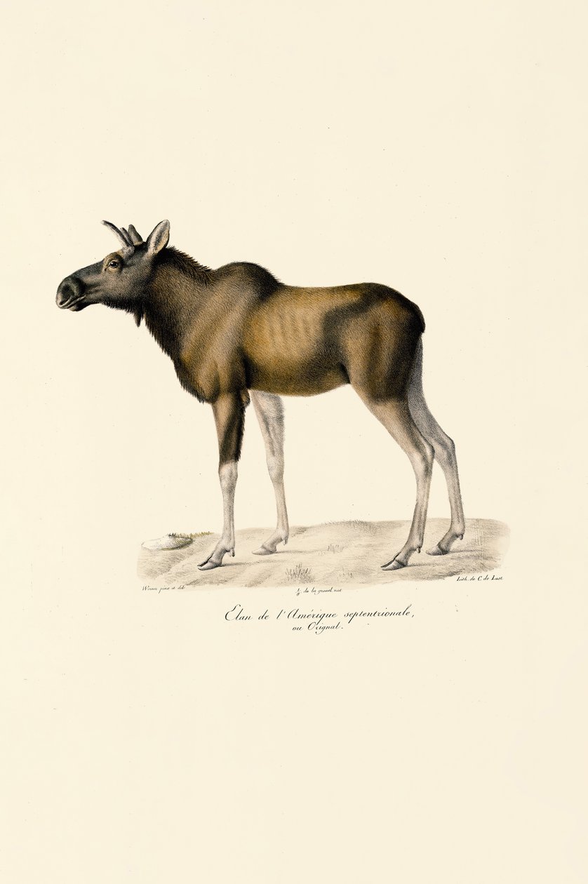 Elg (Alces alces) af Jacques Christophe Werner