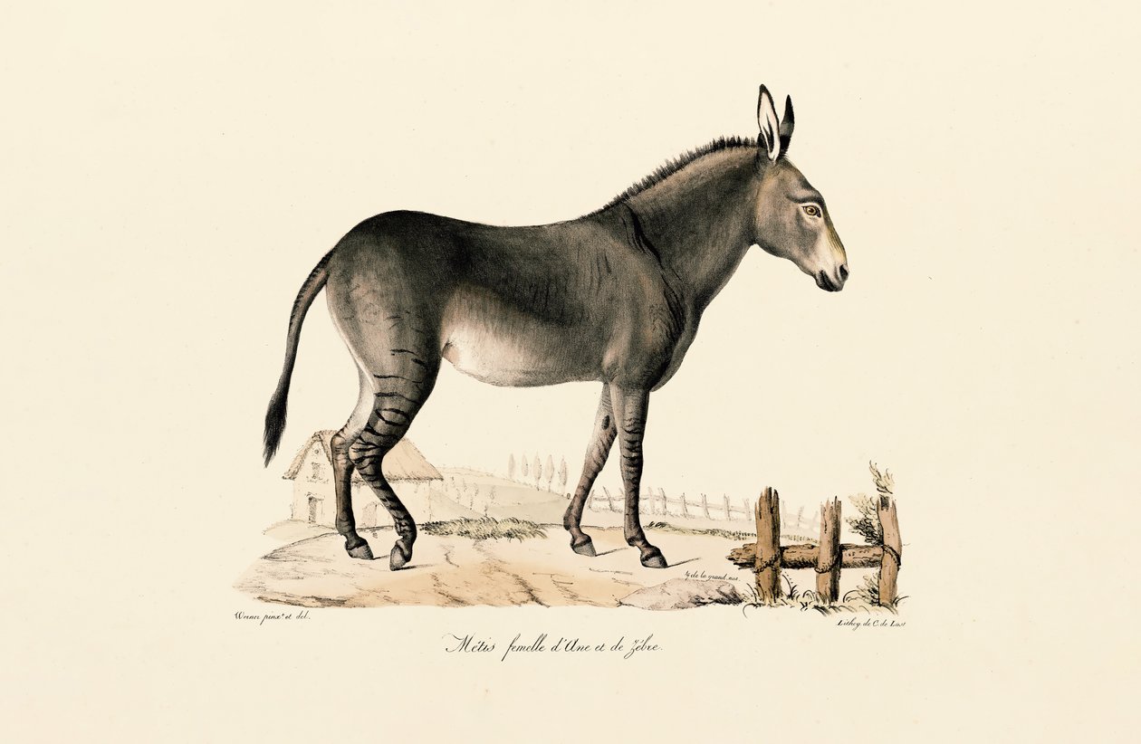 Muldyr af Jacques Christophe Werner