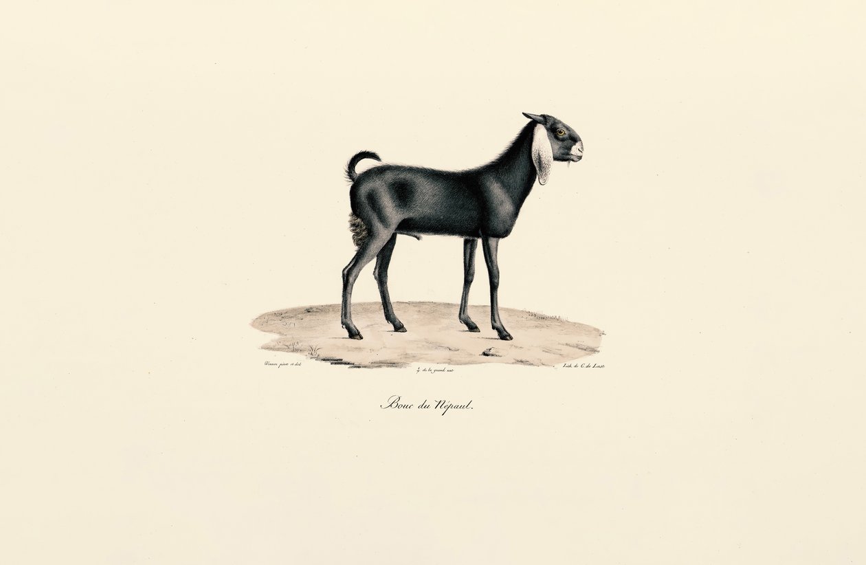 Nepalesisk ged af Jacques Christophe Werner