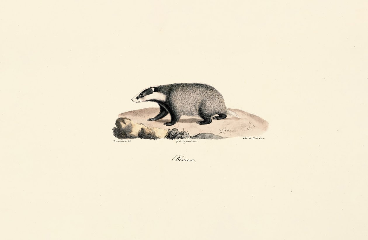 Newfoundlandshund af Jacques Christophe Werner