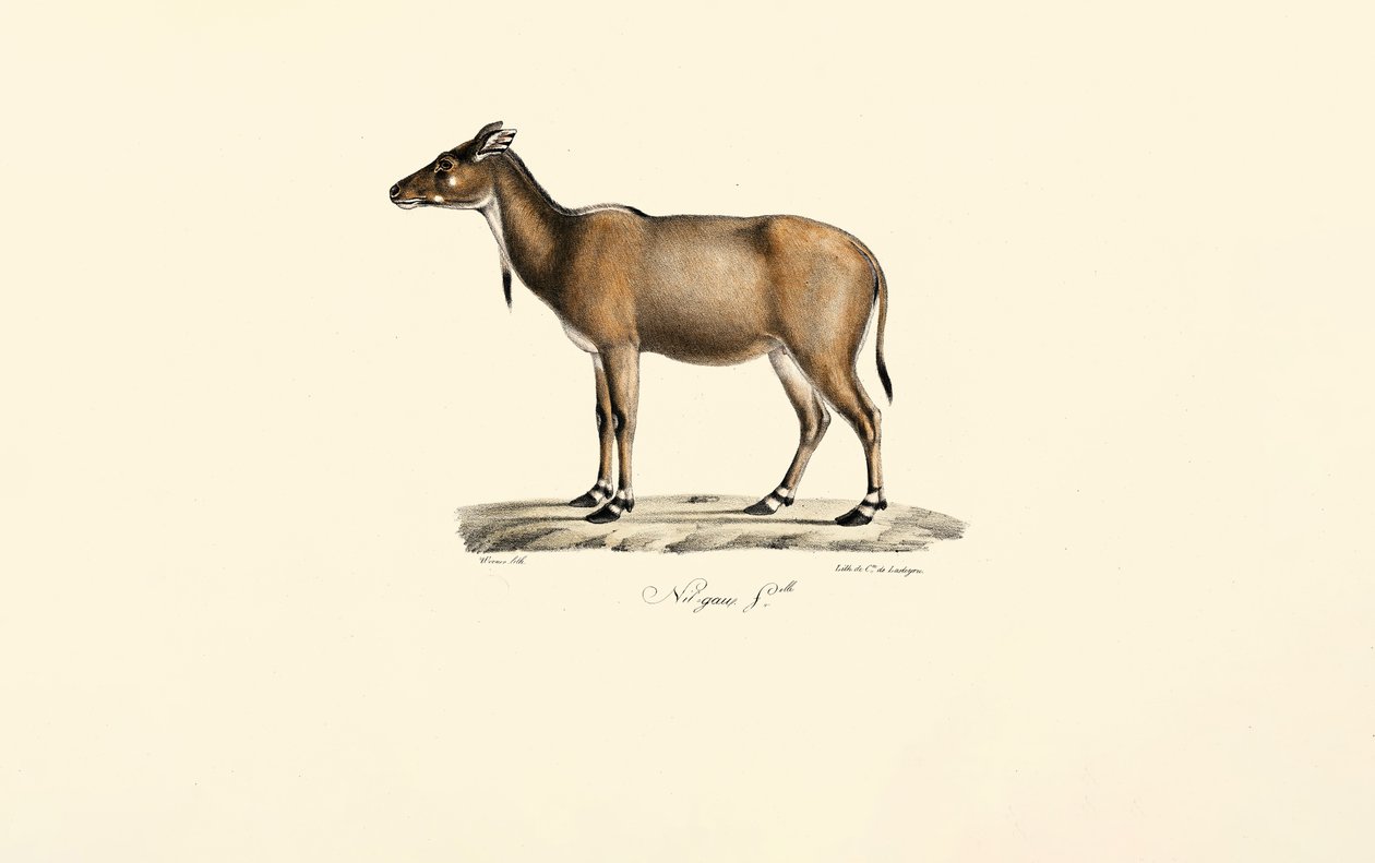 Nilgai-antilope af Jacques Christophe Werner
