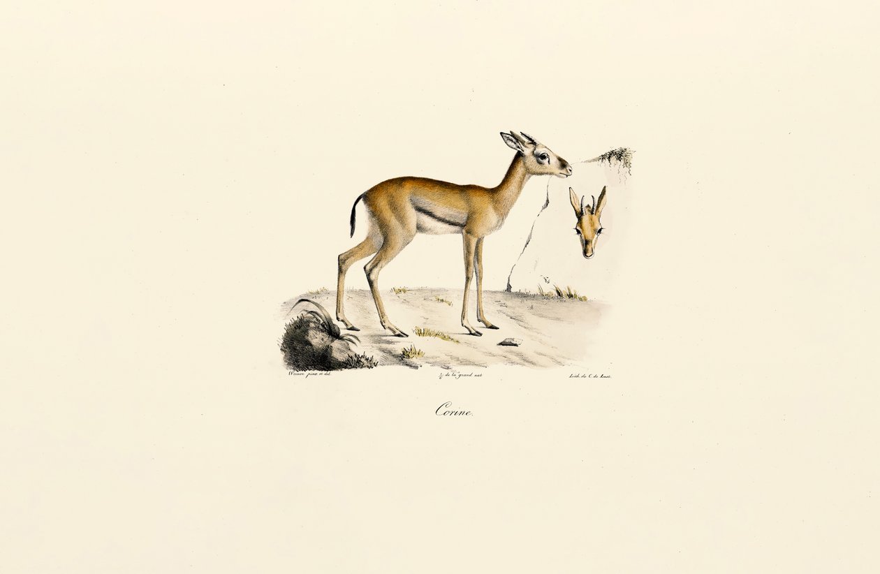 Nordafrikansk gazelle af Jacques Christophe Werner