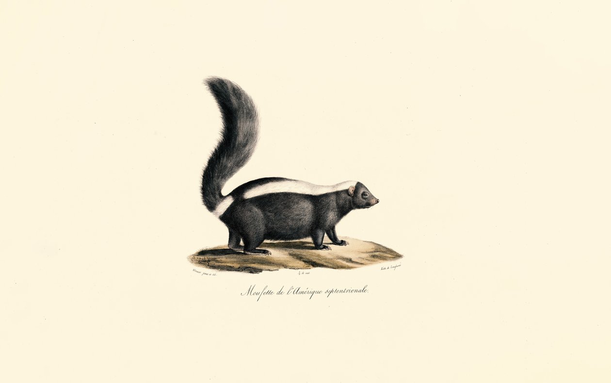 Nordamerikansk skunk af Jacques Christophe Werner