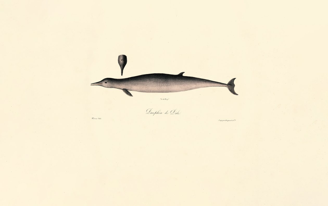 Den nordlige flodhval af Jacques Christophe Werner
