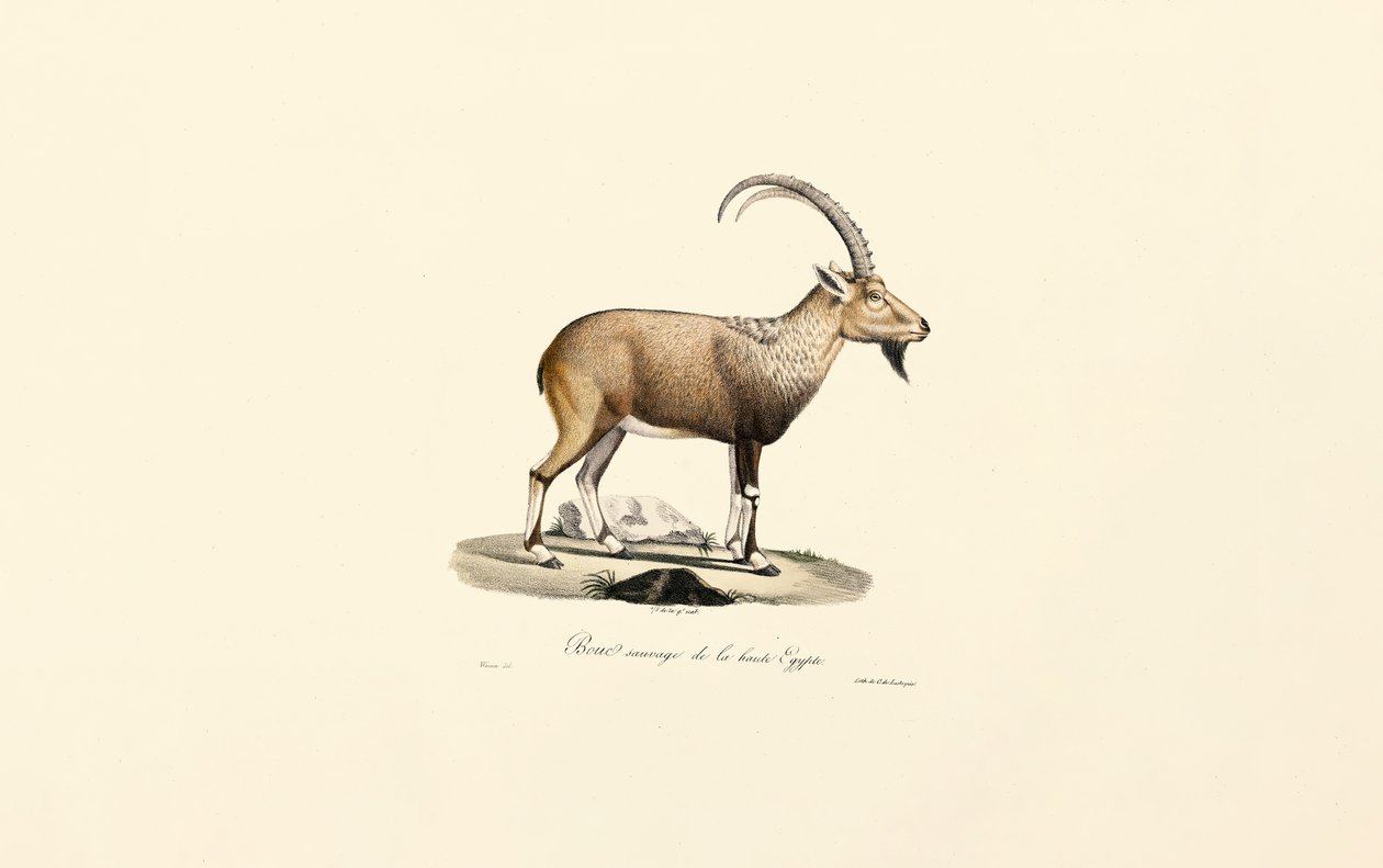  af Jacques Christophe Werner