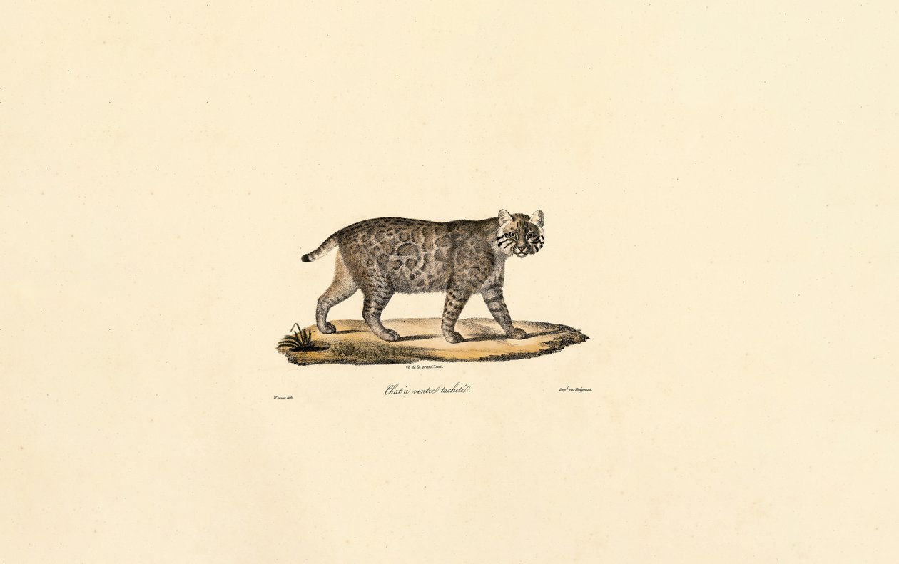 Ocelot af Jacques Christophe Werner