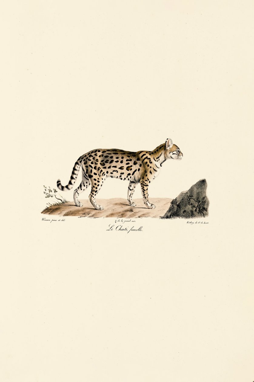 Ocelot, hun af Jacques Christophe Werner