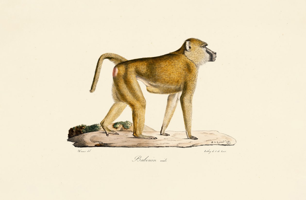 Olivenbavian (han) af Jacques Christophe Werner