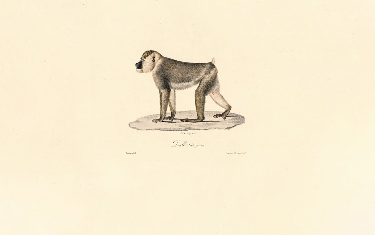 Olivenbavian af Jacques Christophe Werner