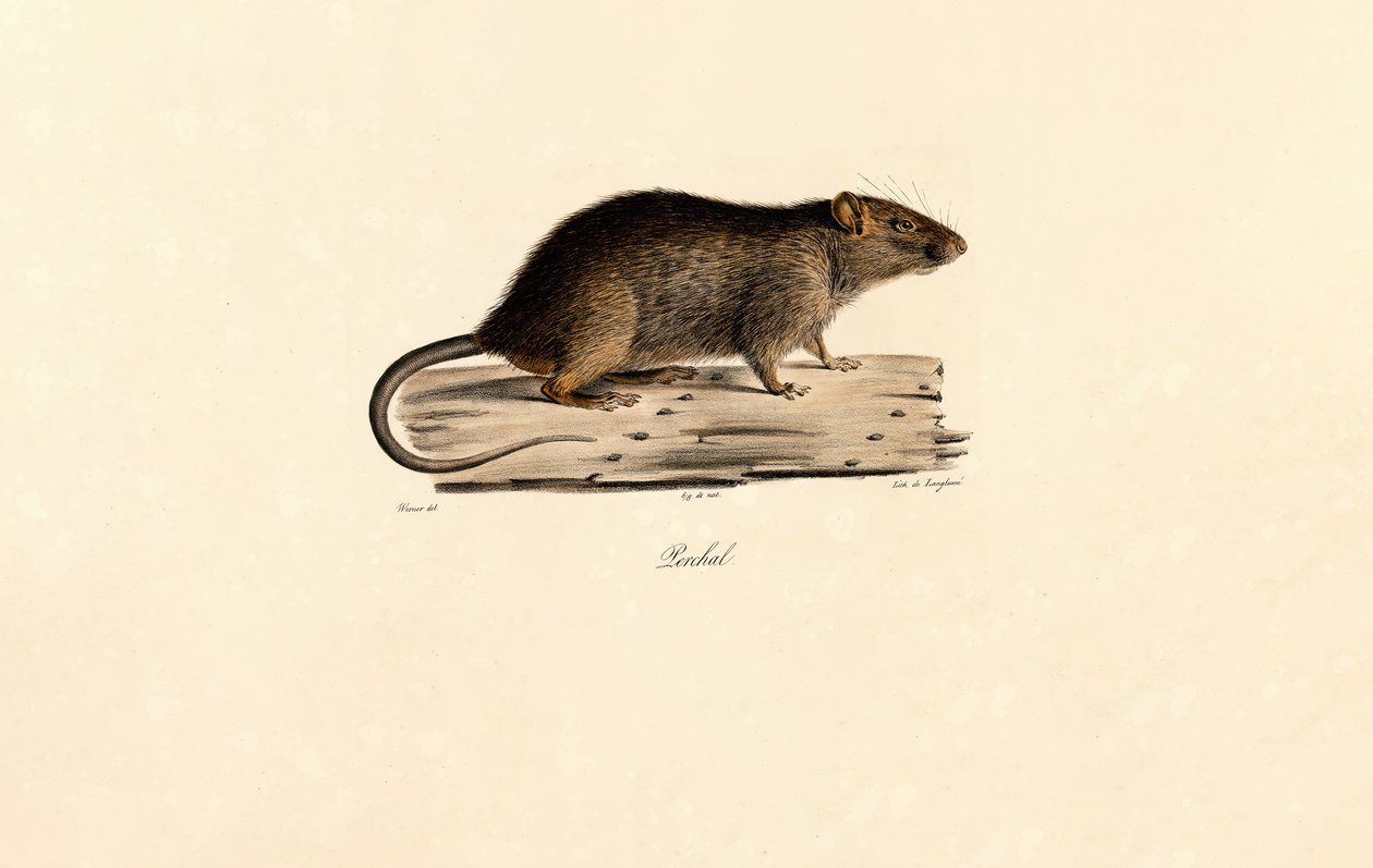 Stillehavsrotte af Jacques Christophe Werner