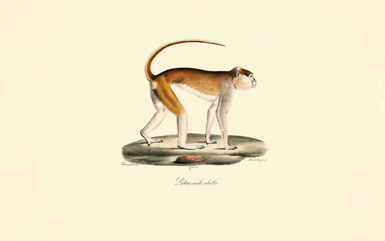 Patas-abe (voksen Patas-han) af Jacques Christophe Werner