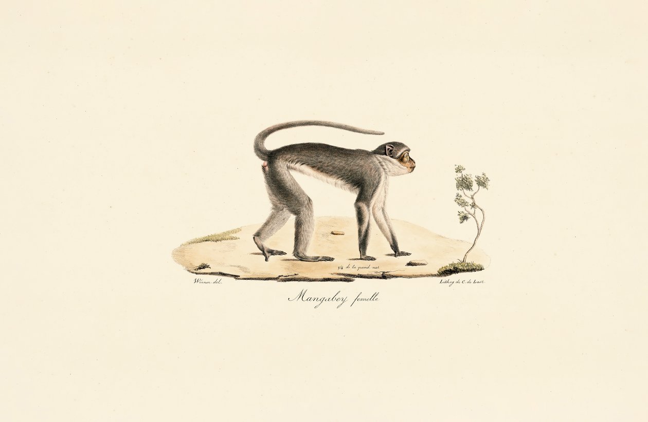  af Jacques Christophe Werner