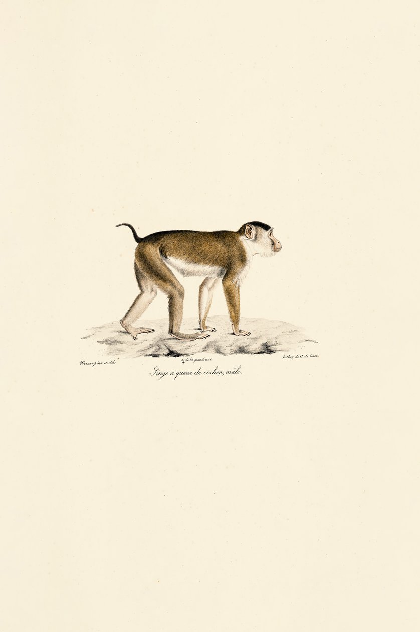 Grisehale-makak (han) af Jacques Christophe Werner