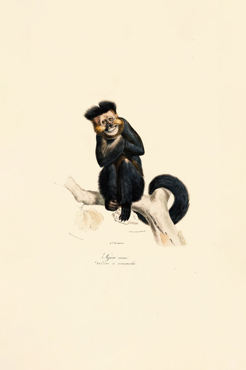 Hedelærke Gibbon af Jacques Christophe Werner