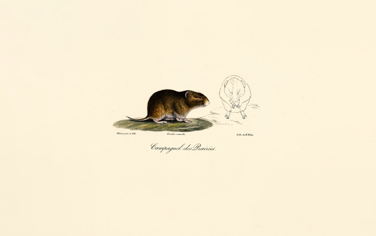 Prærieulv (engulv) af Jacques Christophe Werner