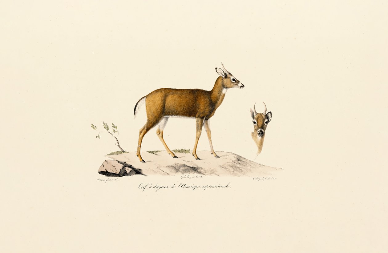 Pronghorn-antilope af Jacques Christophe Werner