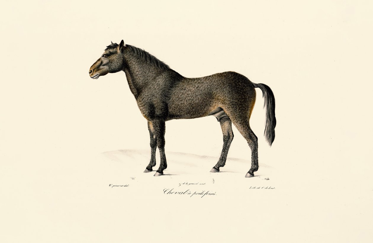 Przewalskis hest af Jacques Christophe Werner