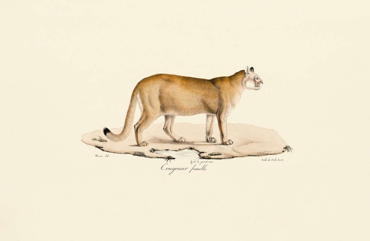 Puma, hun af Jacques Christophe Werner