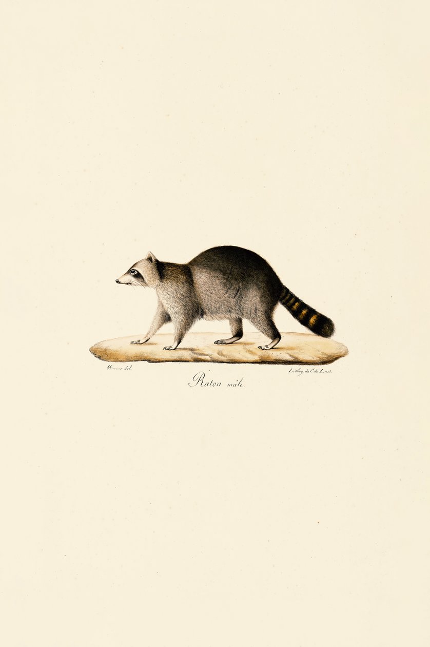 Vaskebjørn (han) af Jacques Christophe Werner