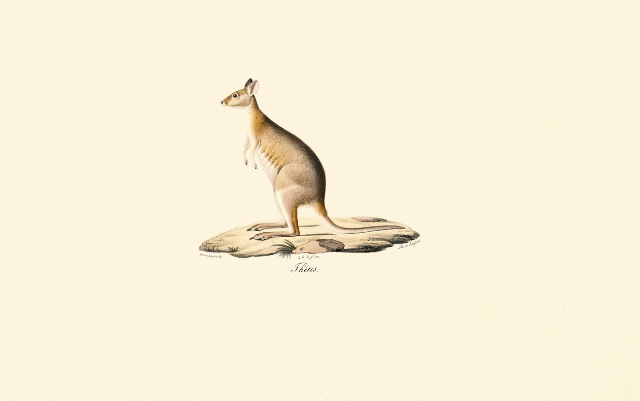 Rødhalset pademelon af Jacques Christophe Werner