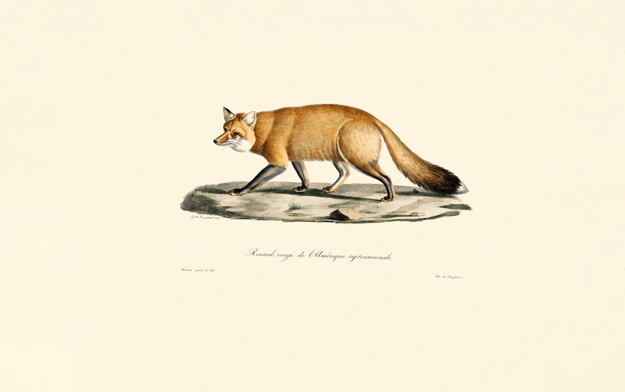 Rød ræv af Jacques Christophe Werner