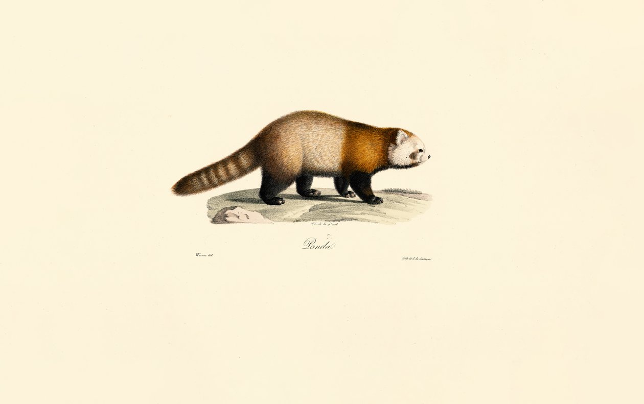 Red Panda (Ailurus fulgens) af Jacques Christophe Werner