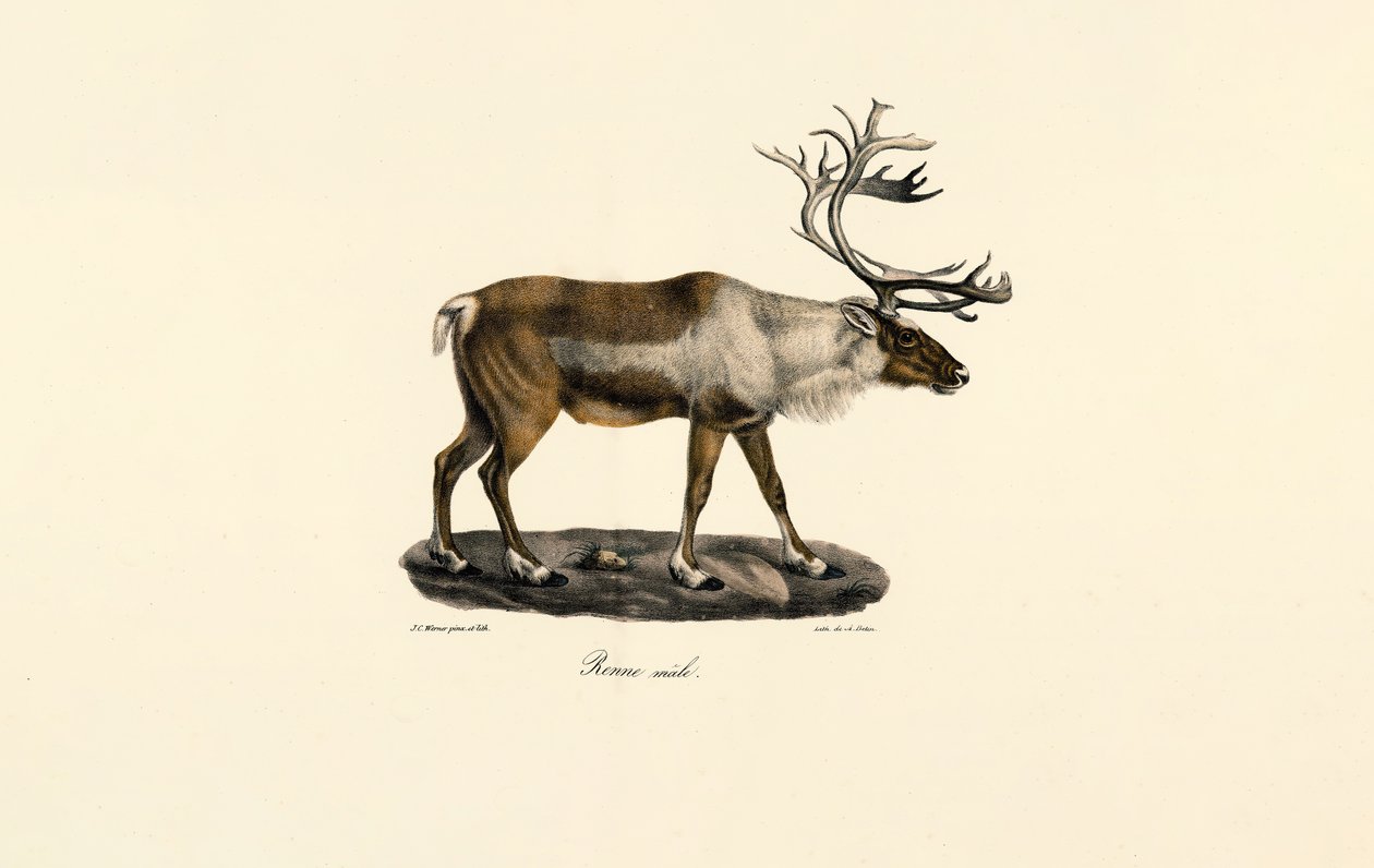 Rensdyr (han) af Jacques Christophe Werner