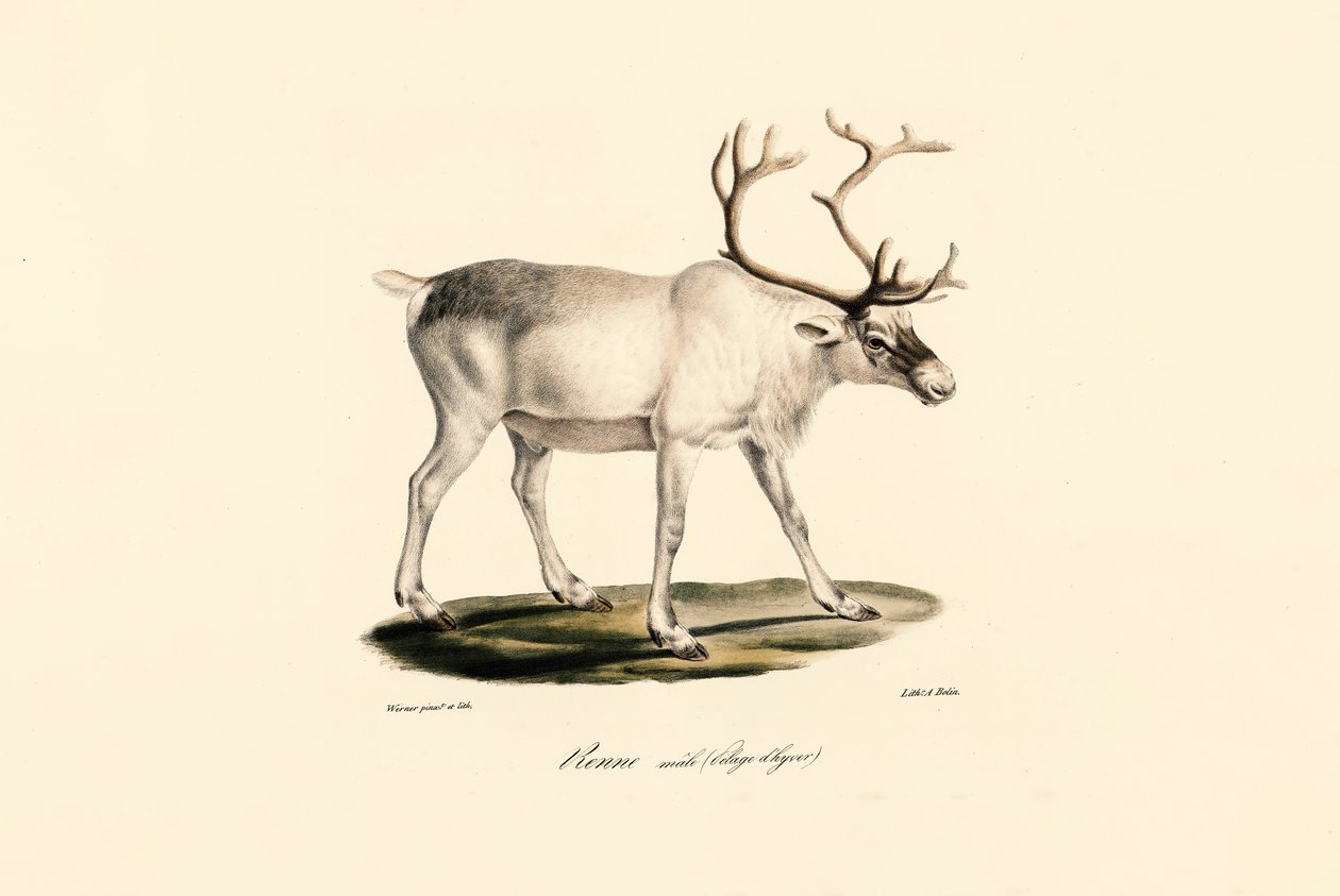 Rensdyr (han i vinterfrakke) af Jacques Christophe Werner