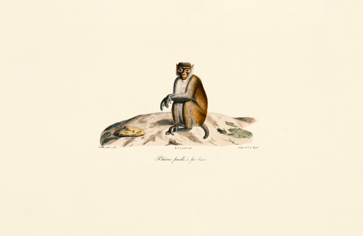 Rhesusmakak (Macaca mulatta) af Jacques Christophe Werner
