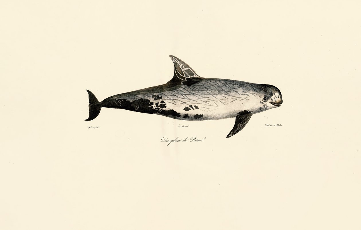 Rissos delfin af Jacques Christophe Werner
