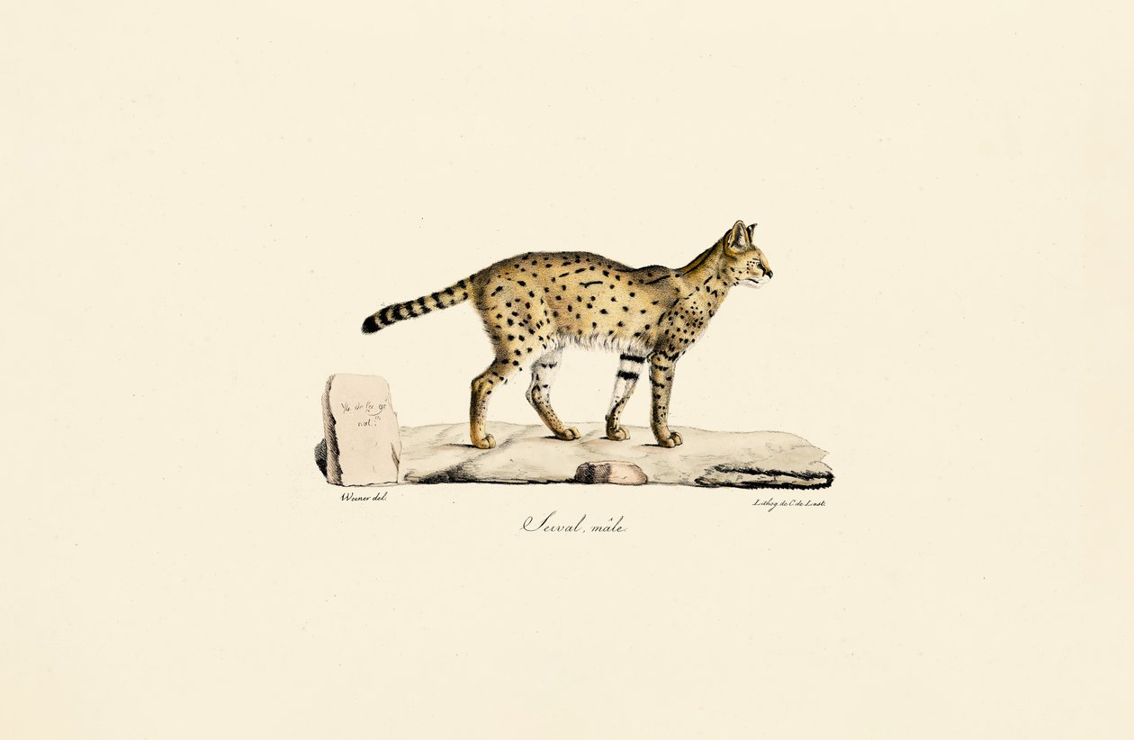 Serval, han af Jacques Christophe Werner