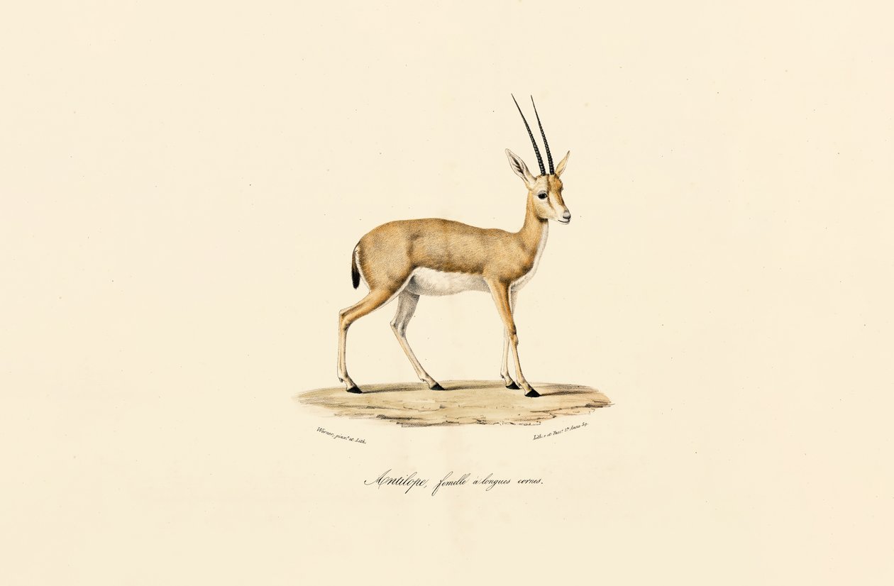 Slender-horned Gazelle, Female af Jacques Christophe Werner