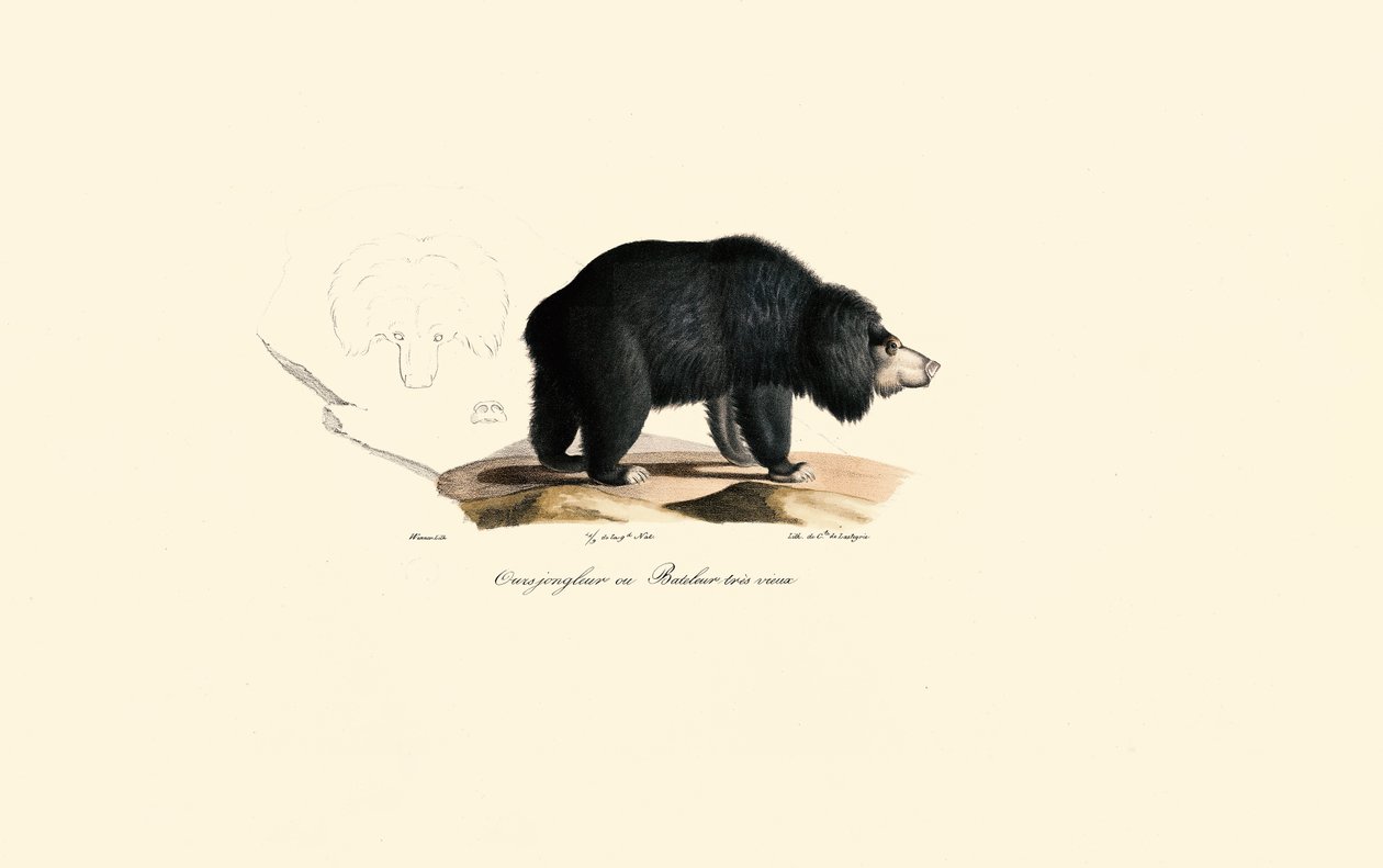 Dovendyrsbjørn (gammel jonglørbjørn) af Jacques Christophe Werner