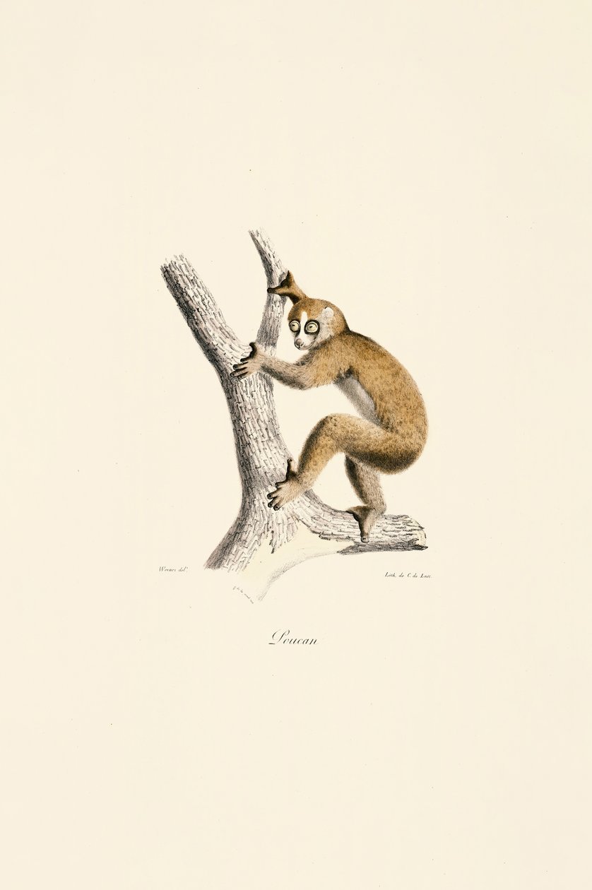 Langsom Loris af Jacques Christophe Werner