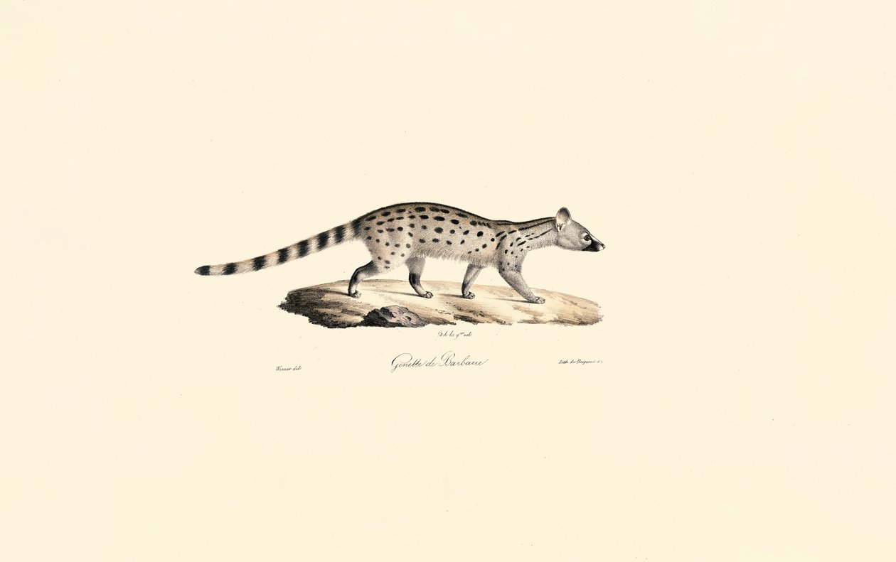 Småplettet genet af Jacques Christophe Werner